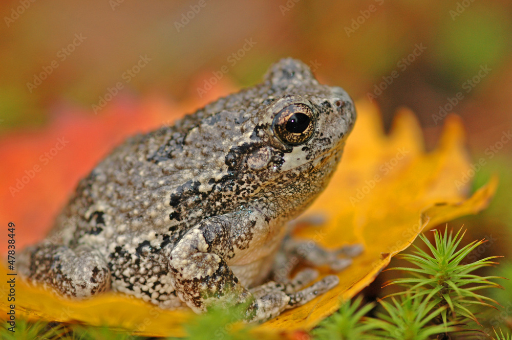Obraz premium Grey treefrog (Hyla versicolor)