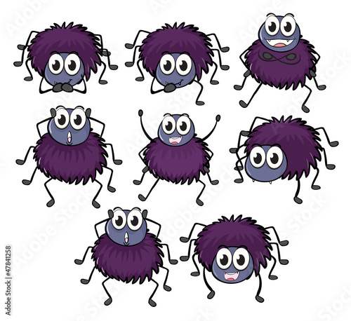 Eight spiders