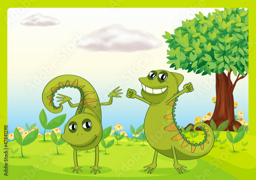 Two chameleons in nature