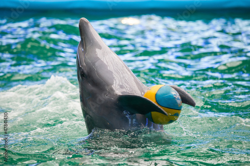 A dolphin in a show in a dolphinarium