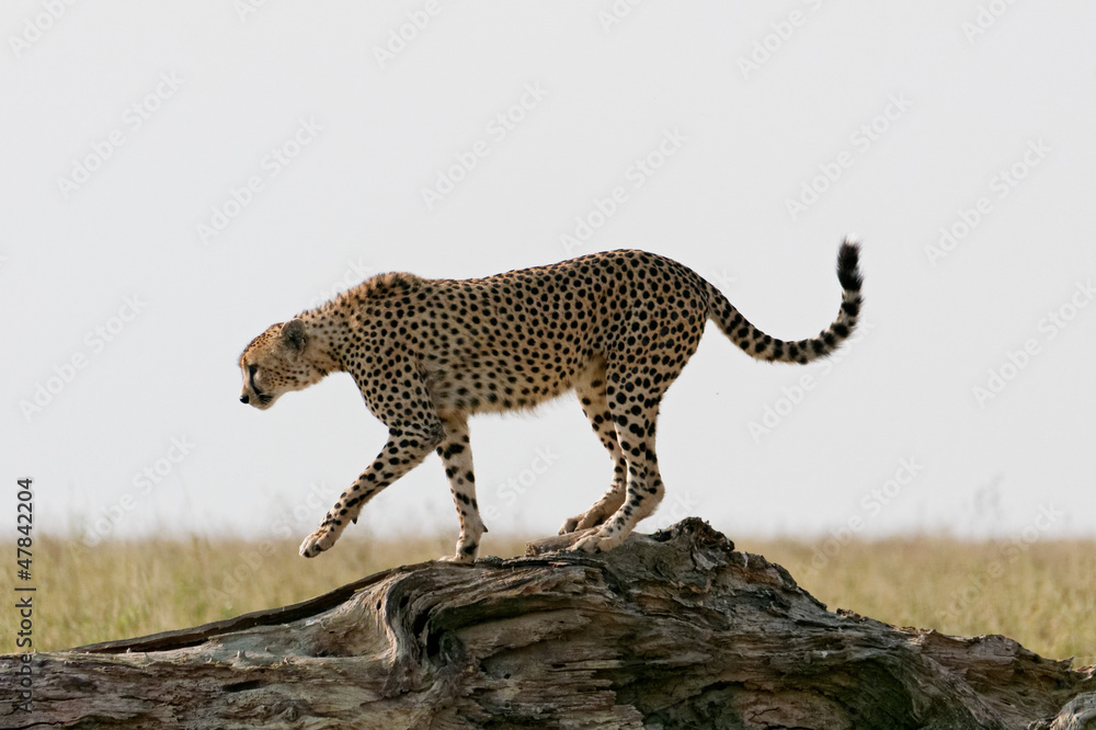 Obraz premium Serengeti cheetah