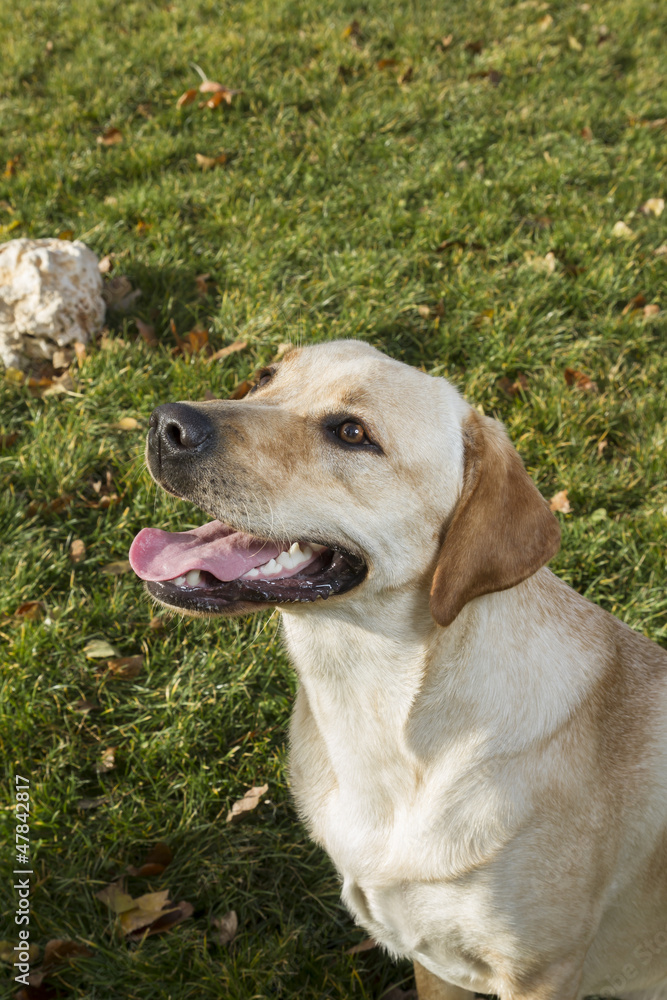 Focused Golden Retriever Focused Golden Retriever