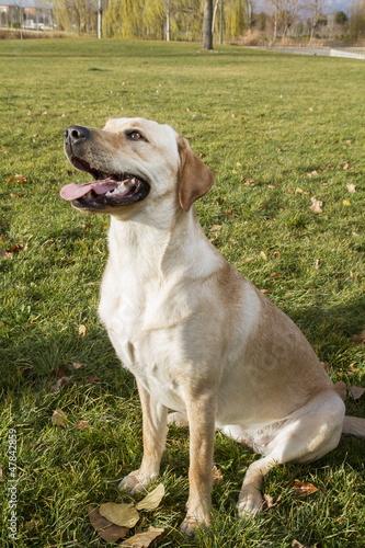 Labrador Retriever dog in autumn