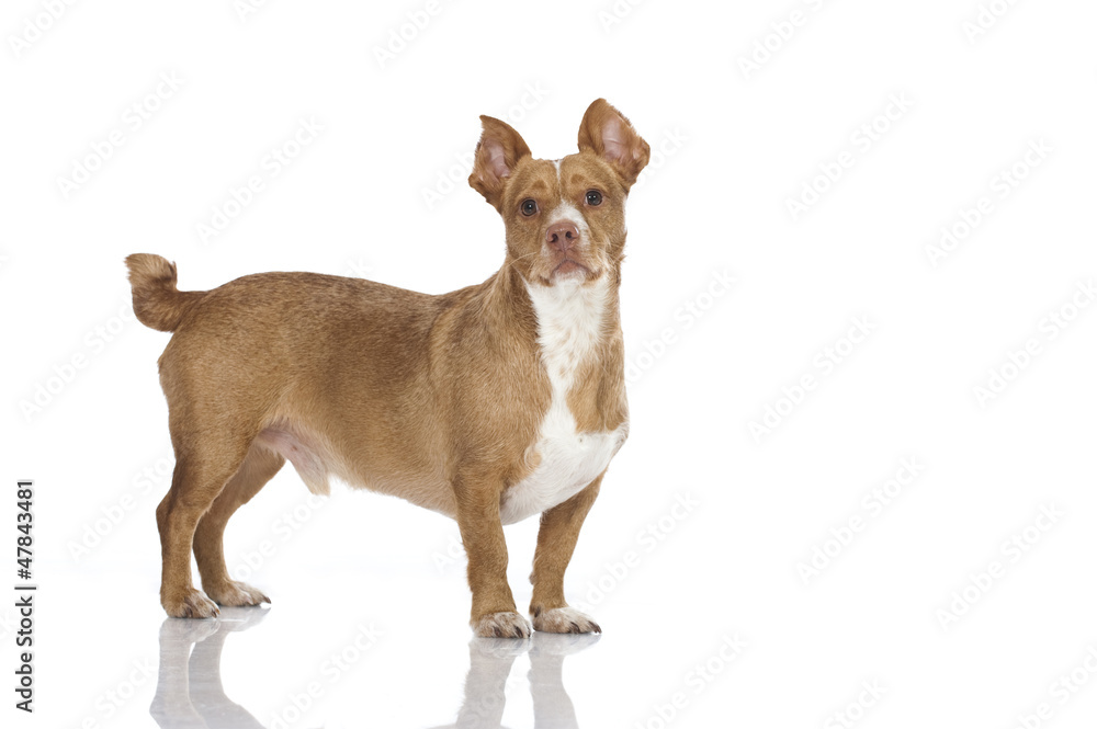 Mixed breed dog - Mischlingshund Mixed breed dog - Mischlingshund