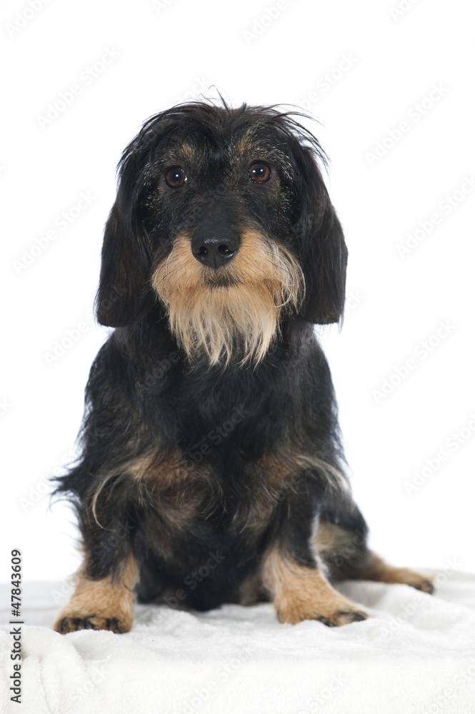 Dachshund Dachshund