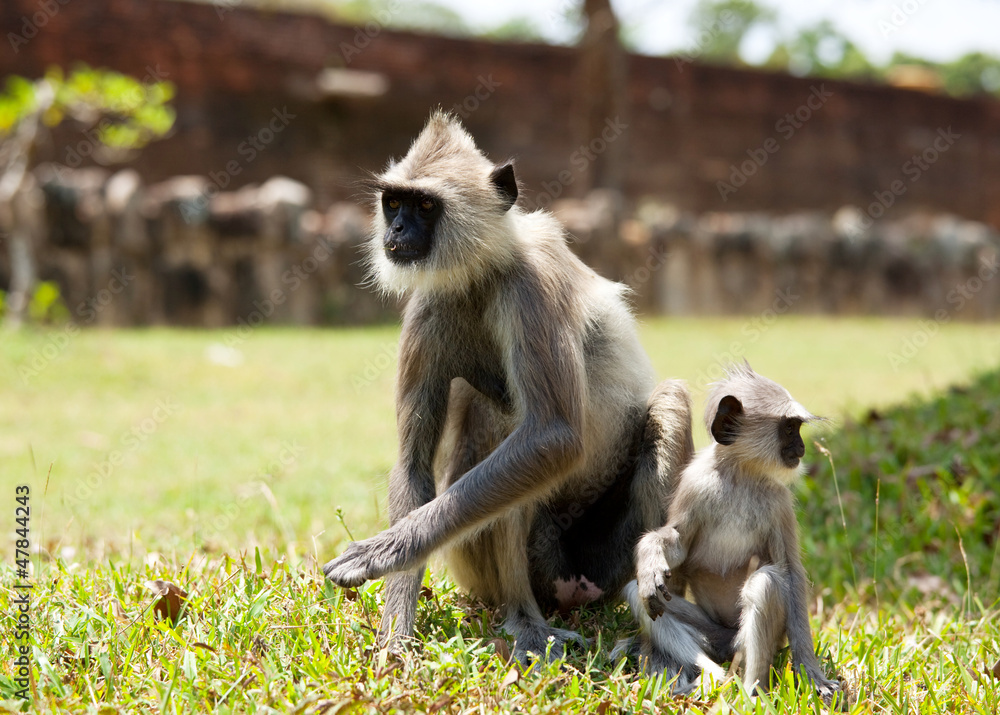 Monkey on Sri Lanka