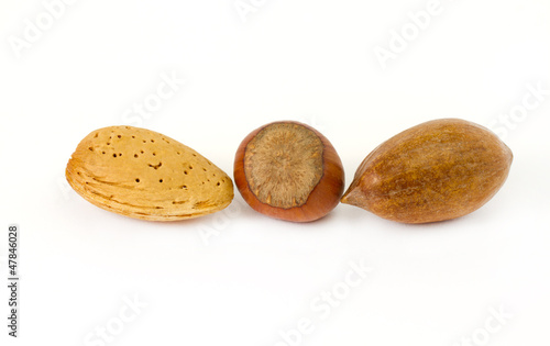 almond.filbert,nut photo