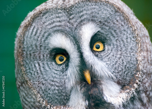 Close up of a Great Grey Owl © Fotomicar