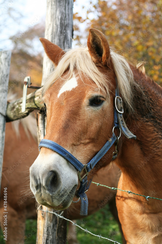 Blonde horse Blonde horse