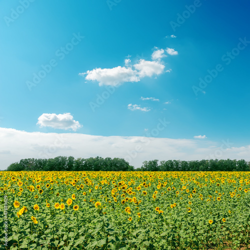 field with sunflowers and clouds in sky