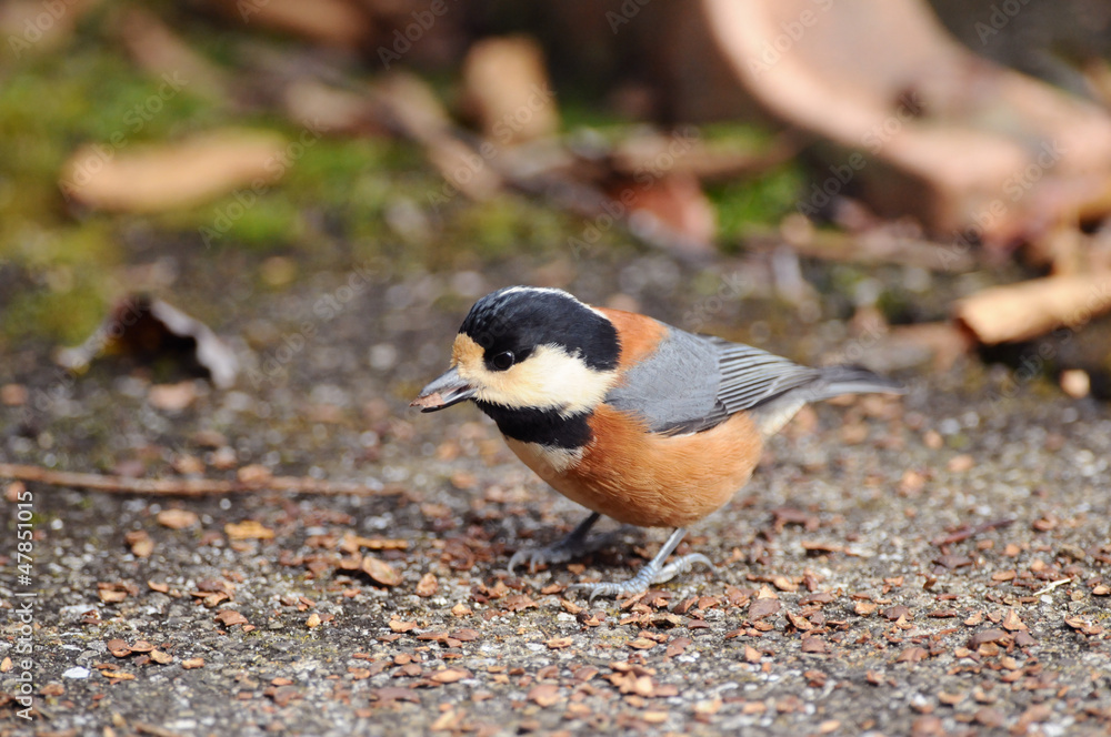 Naklejka premium ヤマガラの食事