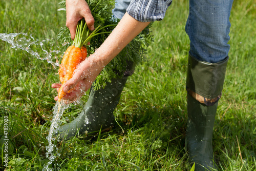 Washing bunch of carrots under water 
