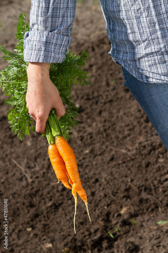 bunch of carrots in woman hand on background of soil