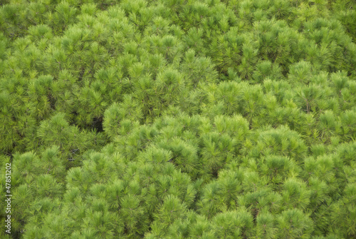 green pine background © alephcomo1