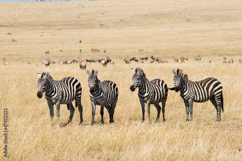 Plains Zebras in Savannah of Masai Mara National Park  Kenya