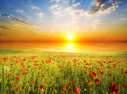 poppies against the sunset sky