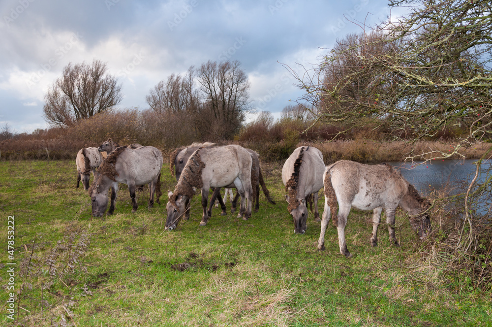 Grazing Konik horses in a Dutch nature reserve Grazing Konik horses in a Dutch nature reserve