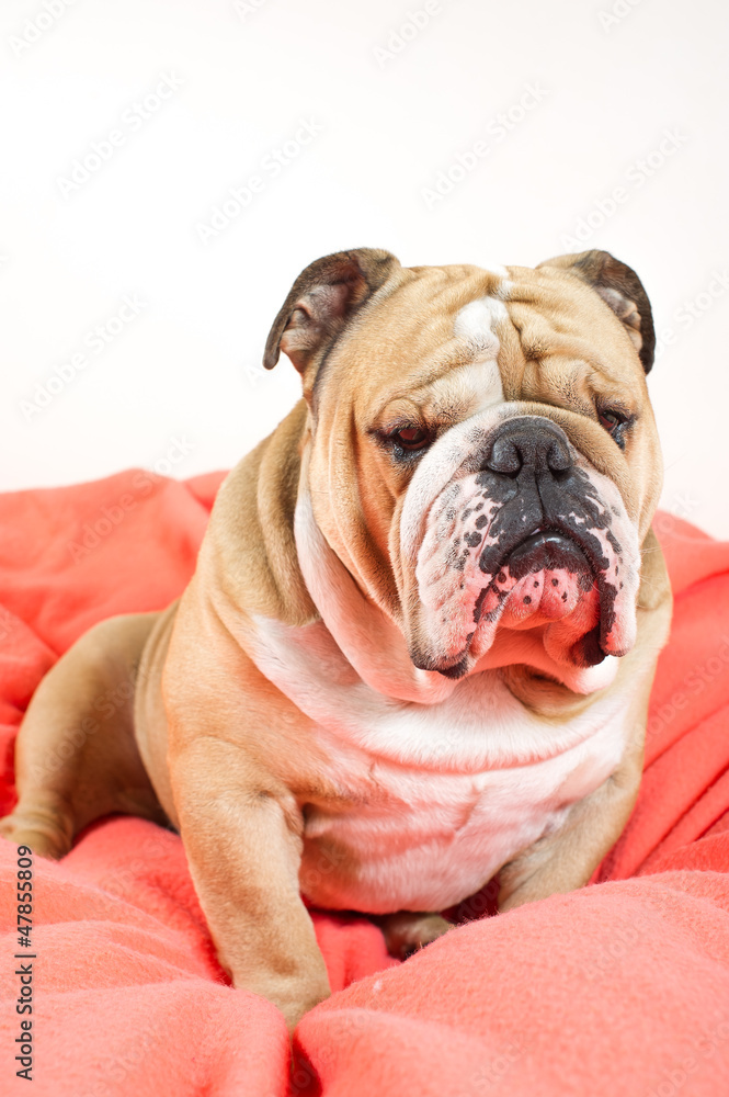 Sad english bulldog dog resting on a bed Sad english bulldog dog resting on a bed
