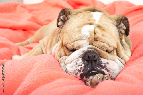 Sad english bulldog dog resting on a bed © Tatiana Katsai