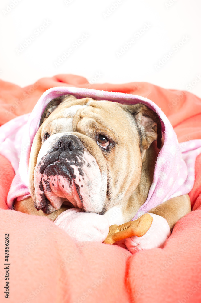 Sad english bulldog dog resting with a treat on a bed