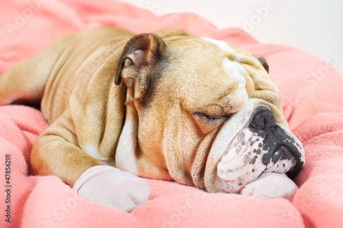 Sad english bulldog dog resting on a bed © Tatiana Katsai