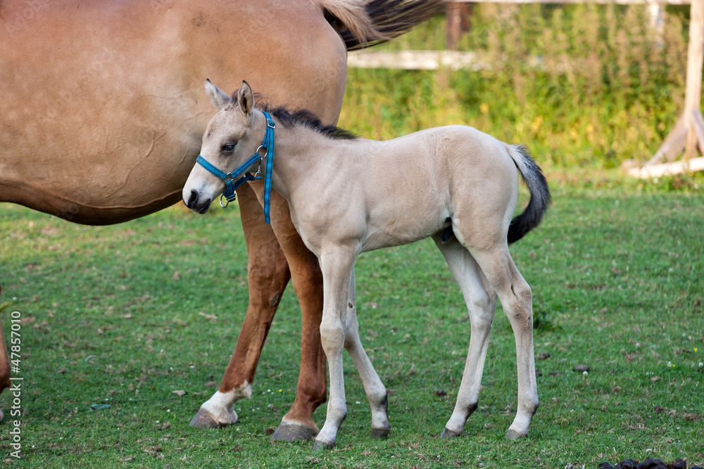 Mare and her foal Mare and her foal