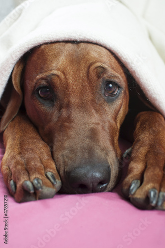 Funny cute rhodesian ridgeback dog laying on a bed on pink blank