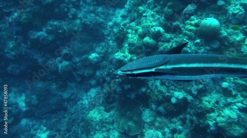 Close up remora