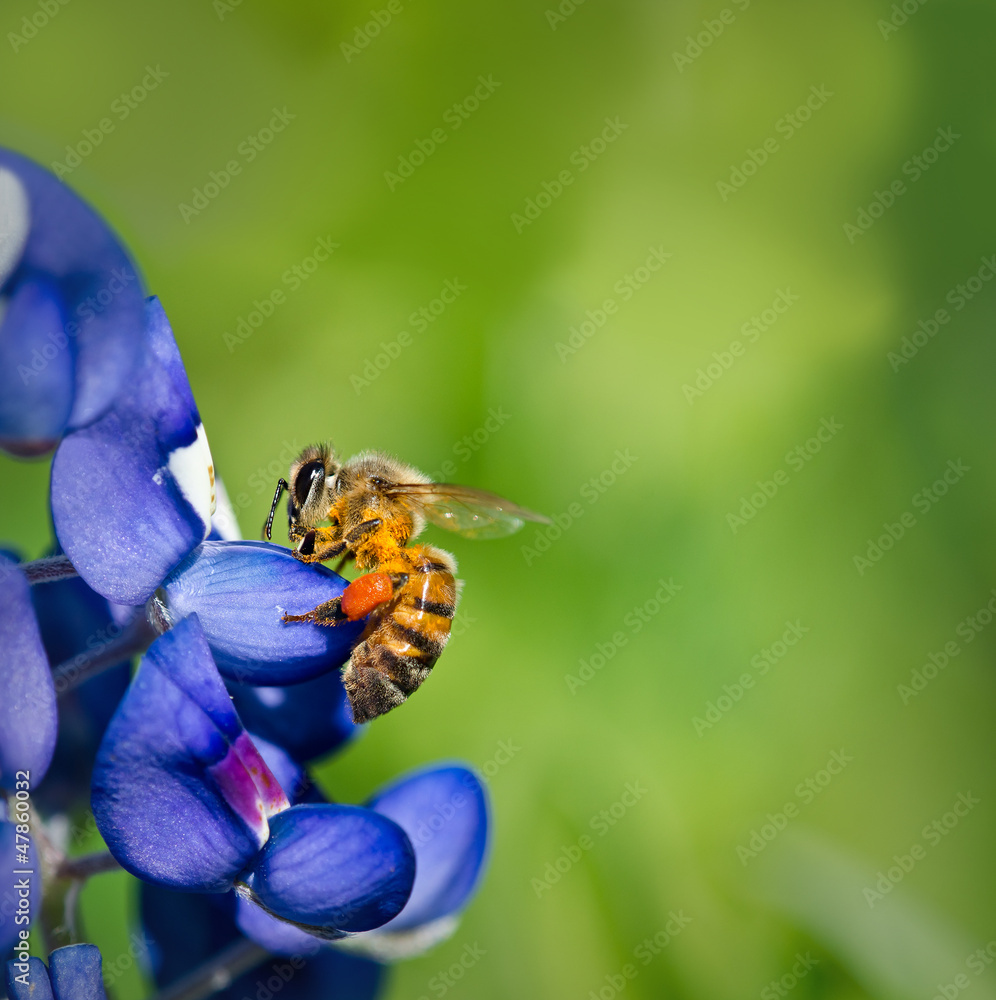 Bee collecting pollen from Texas bluebonnet flowers Bee collecting pollen from Texas bluebonnet flowers