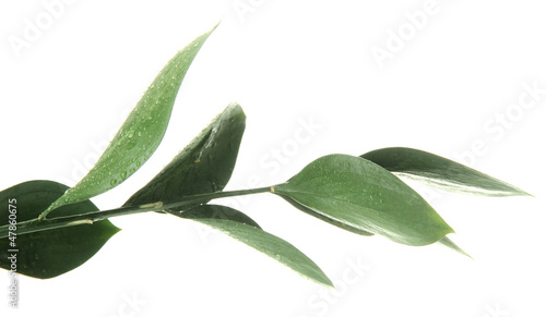 Branch with green leaves, isolated on white