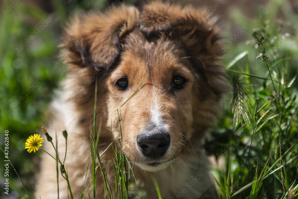 Fototapeta premium Sweet Dog