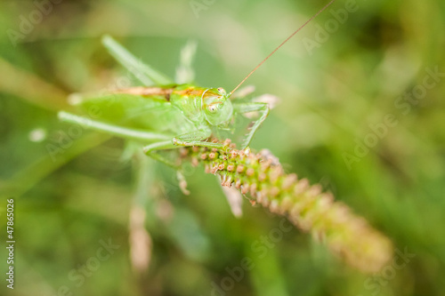 Closeup of little grasshopper © sitriel