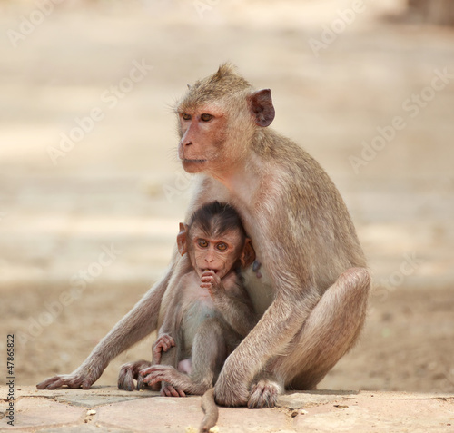mother monkey and her kid © Noppasinw