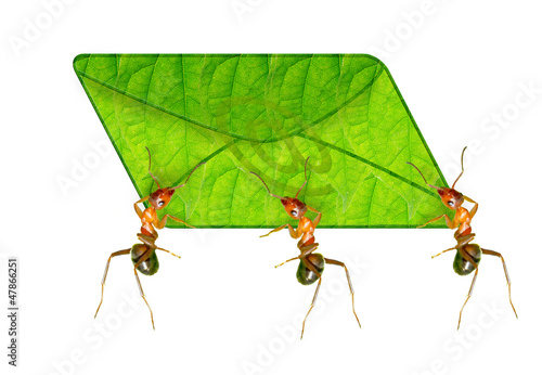 Ant messenger