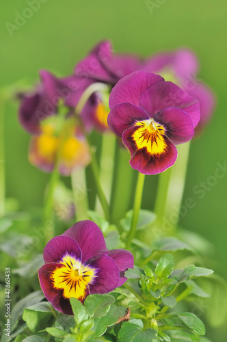 jolies pensées violettes