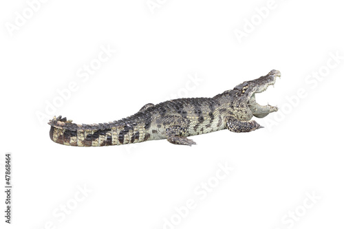 Crocodile open mouth stay rest on white background.