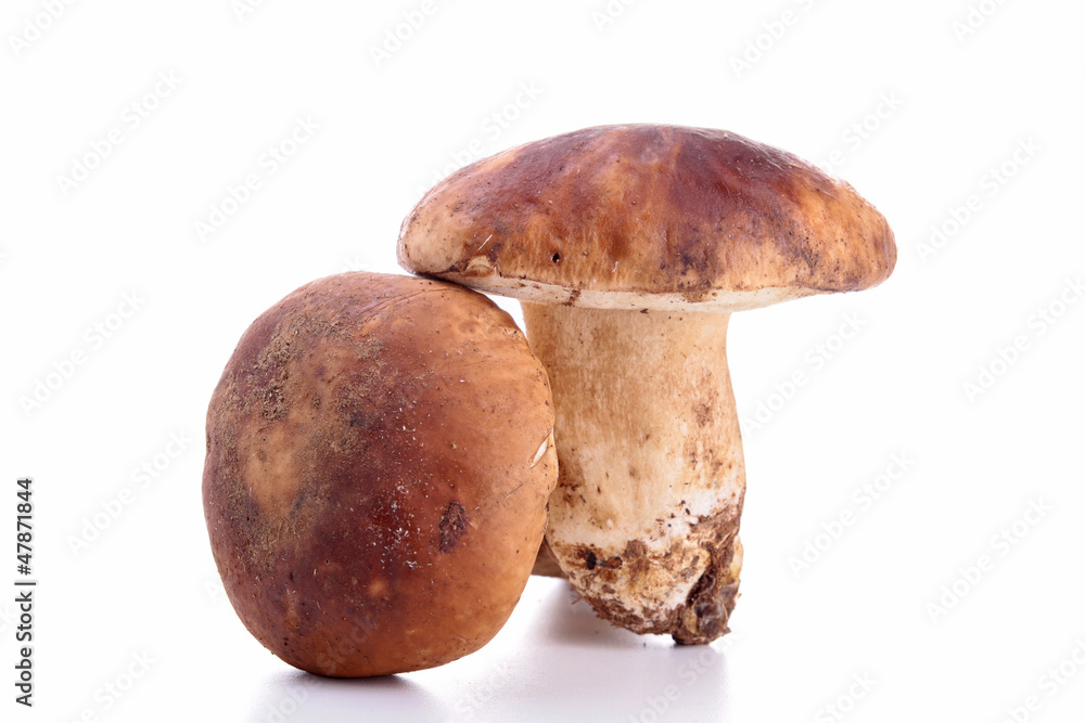 isolated raw mushroom isolated raw mushroom