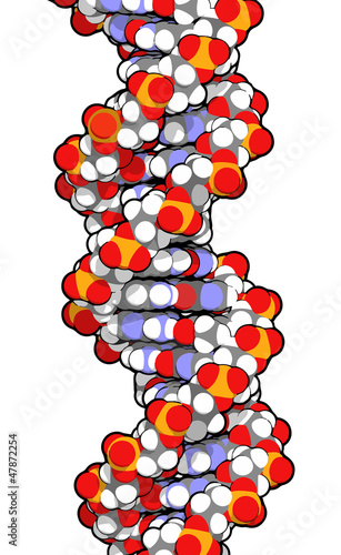 DNA double helix molecule. cartoon vector image.