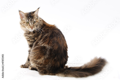 Maine Coon Kitten, 9 months old, sitting