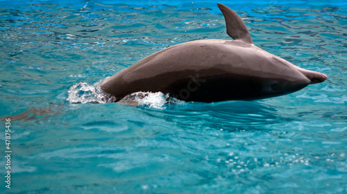 A jumping dolphin taken from above