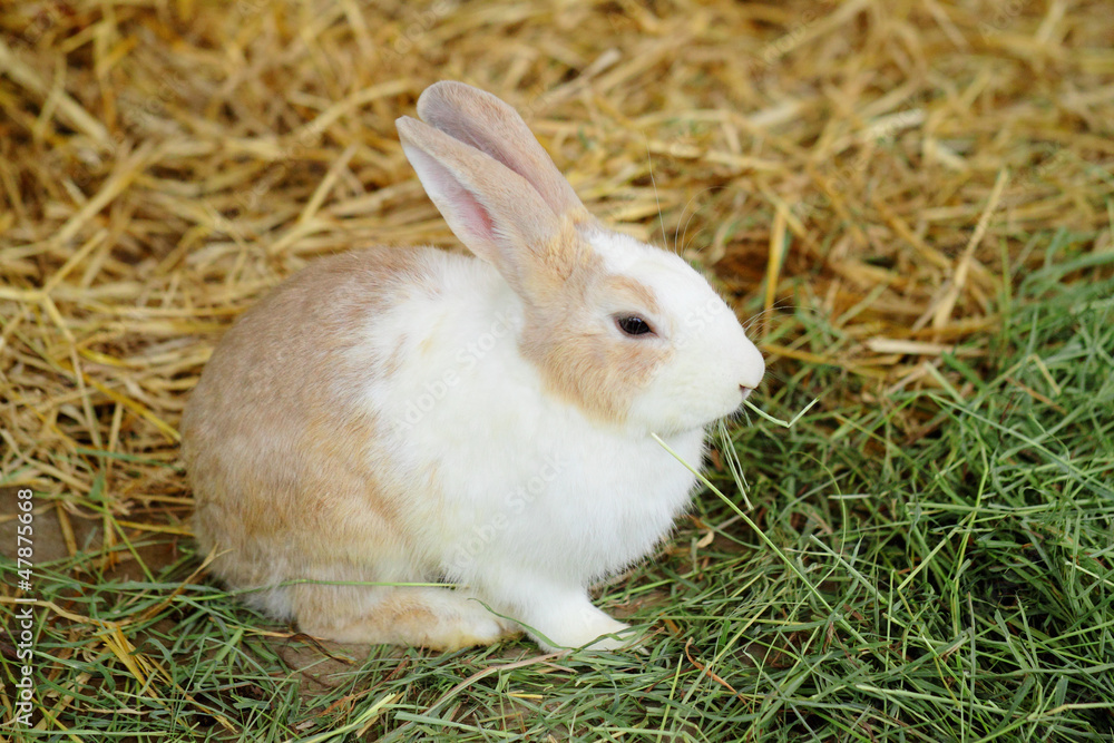 Fototapeta premium rabbit in farm