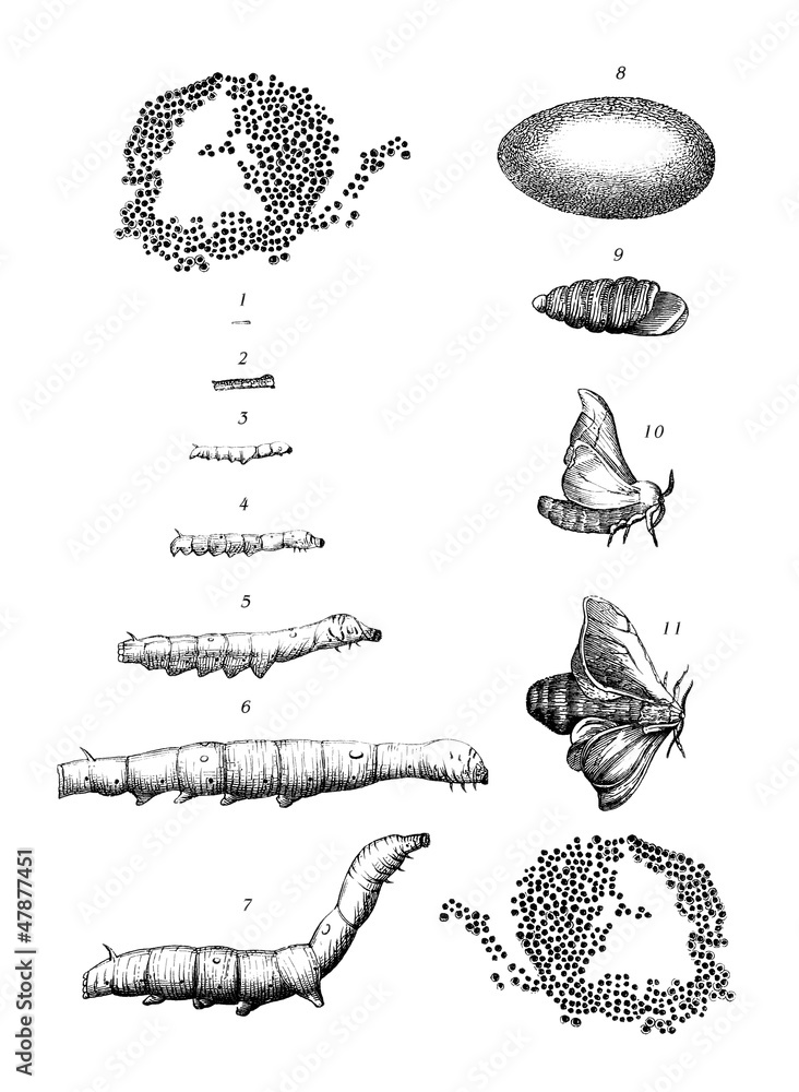 Insect LifePath : Silk Worm - Ver à Soie - Seidenraupe - obrazy, fototapety, plakaty 