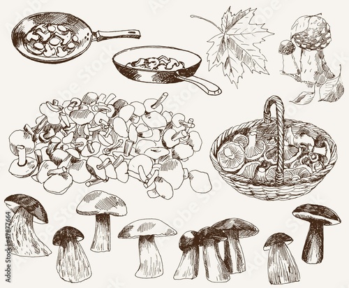 gifts of nature: mushrooms