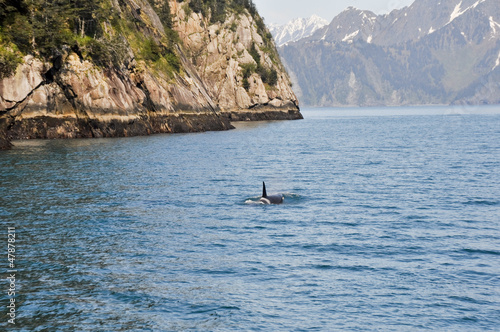 Orca Whale in Resurrection Bay, Alaska © Noradoa