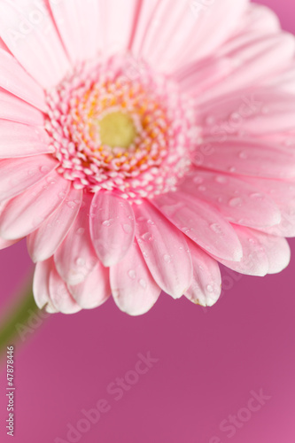 nice gerbera