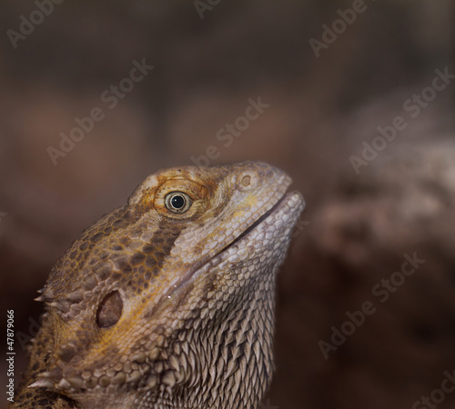 Close-up of Bearded dragons eye (Pogona vitticeps) © nagydodo