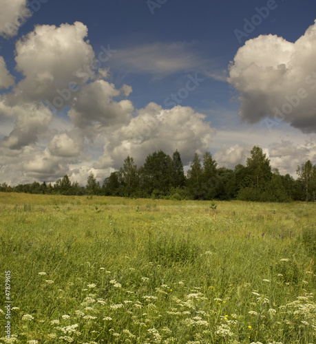 Summer landscape.