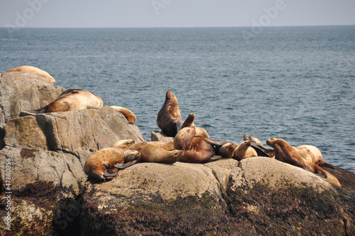 Colony of sea lions at Resurrection Bay (Alaska)