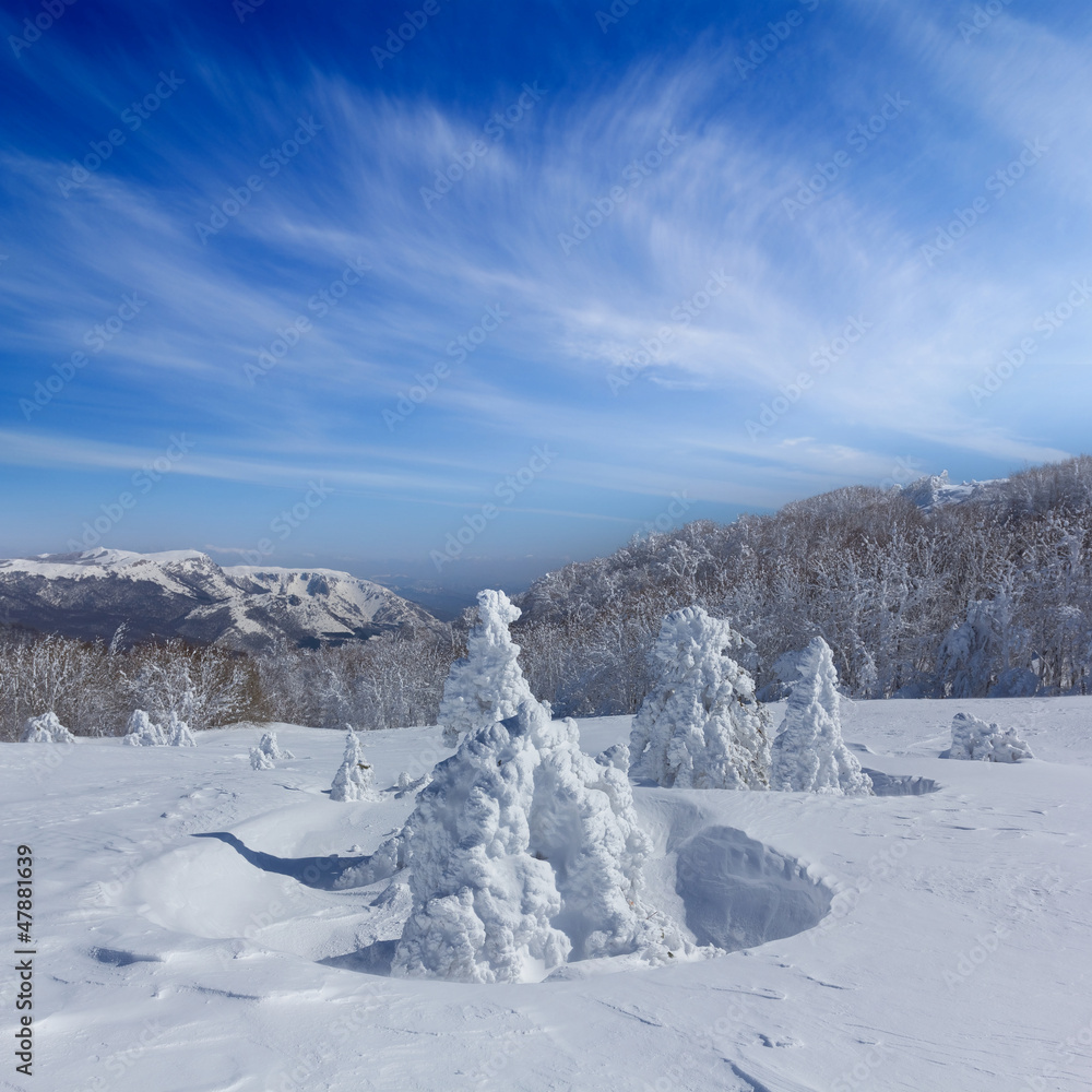 winter forest winter forest