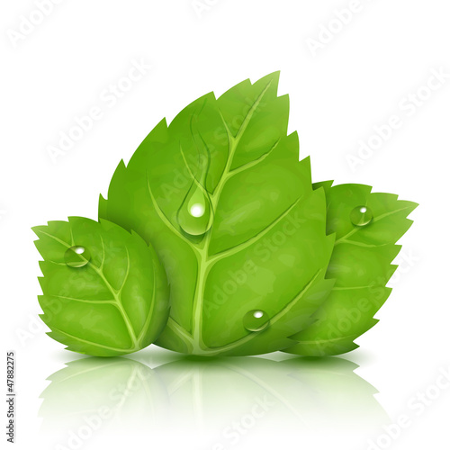 green leaves